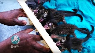 Feeding Time for Adorable Quartet of Baby Civets [upl. by Nohshan974]