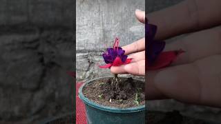 How to propagate Fuchsia from cotton buds shorts [upl. by Elohcan]