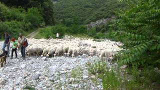 Transhumance cévenole passage dans le Rieutord [upl. by Dru514]