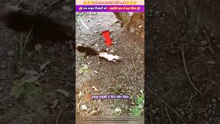 एक मासूम गिलहरी को जहरीले साप ने काट लिया 😭🙏 animal animals animallover animalrescue duck [upl. by Ketchan]