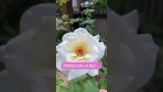 Rosas que arrasan [upl. by Deth]