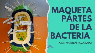 Maqueta partes de la bacteria con reciclaje ♻🤩MVRC♻ [upl. by Aniratak]