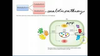 Catabolic and Anabolic Pathways [upl. by Ylebmik]