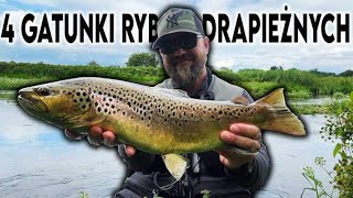 Cztery gatunki ryb drapieznych na spiningVlog 136 [upl. by Gautier412]