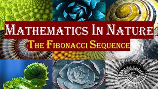 Mathematics in Nature  The Fibonacci Sequence [upl. by Cirenoj512]