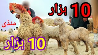 Bakra eid mandi gir gar hai 😱 Bakri ki kimat 35000 Badi Mandi ki video [upl. by Adnerb]