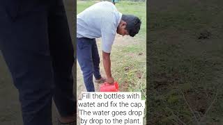 IRRIGATING GARDENSDRIP IRRIGATION USING BOTTLES [upl. by Nitsa]