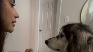 ALASKAN MALAMUTE WANTS TO TALK [upl. by Nariko]