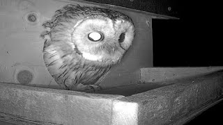 A pair of Tawny Owls checkout the new nestbox [upl. by Gayelord]