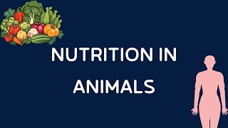 Quick Revision Nutrition in Animals [upl. by Nawed]