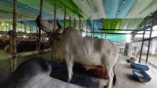 Best cow in Chittagong asian agro [upl. by Anav307]