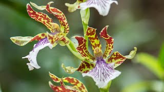 Episode 12 Zygopetalum orchids and my other best orchids for scent in autumn [upl. by Irod]