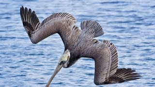 Diving birds Pelicans bombing for fish Nice Pelican pictures [upl. by Derdle]