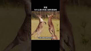 【每天一个新知识】袋鼠的另一面竟然如此恐怖？ 冷知识 科普 [upl. by Anyak]