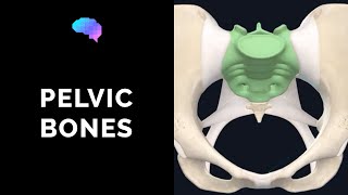 Bones of the Pelvis 3D Anatomy Tutorial  UKMLA  CPSA [upl. by Attekram]