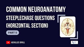 HORIZONTAL SECTION of the Brain Common NEUROANATOMY STEEPLECHASE Questions PART 5 [upl. by Yonina170]