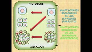 PARASITOLOGÍA  RELACIÓN HOSPEDADOR  PARÁSITO 1 [upl. by Virnelli]