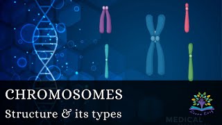 Chromosome structure Telocentric Acrocentric  Metacentric  Submetacentric  Haploid  Diploid [upl. by Enirahtac96]