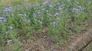 Phacelia growing at the height of summer in Lincolnshire [upl. by Broeder]