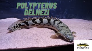 Polypterus Profile  DelheziBanded Bichir Ikan Palmas Delhezi [upl. by Inanuah911]