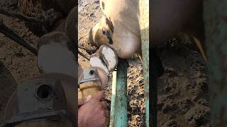 hoof triming professional hoof abcesswhite line disease farrier blockyoutube shortsviral [upl. by Tjaden]