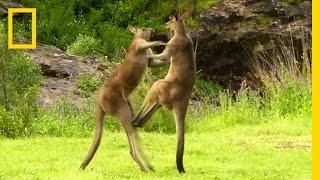 Kangaroo vs Kangaroo  National Geographic [upl. by Niajneb]