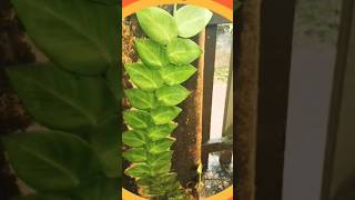 Rhaphidophoraplants shortsviral nature lushplants gardening [upl. by Desmond]