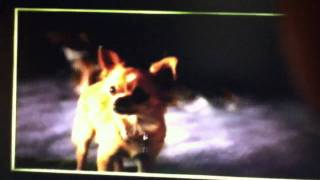 Beverly hills chihuahua 2 chihuahua songmusic video [upl. by Pretrice]