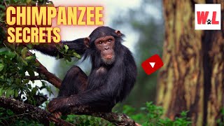 The Chimpanzee 10 MindBlowing Facts That Youll Love [upl. by Yerffeg]