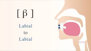 β  voiced bilabial non sibilant fricative [upl. by Noyrb]