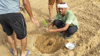 Thai apple ber and Kashmiri apple ber plantation kaise kare puri jankari [upl. by Eenaj]