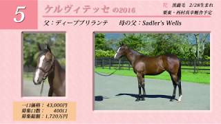 【2017年度1歳馬1次募集】 5 ケルヴィテッセの2016 [upl. by Atims]