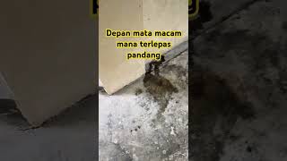 Benda mudah terlepas pandang [upl. by Ardnoet]