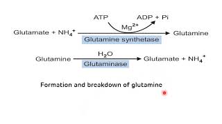 Transport of Ammonia  Glucose Alanine Cycle  NEET PG Biochemistry  Dr Amit Maheshwari [upl. by Veron]