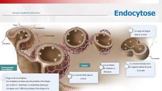 CYTOLOGIE hémostasie membranaire Partie 2 [upl. by Yrtua]