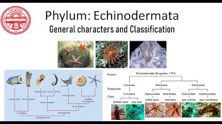 Phylum Echinodermata General characters and Classification [upl. by Archy]