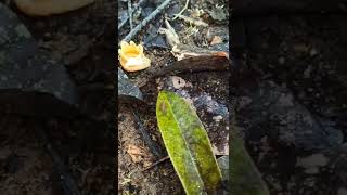 Amazing leeches 😱  Beautiful leech 🐌🐌 movement  Leech walking leech animals nature shorts [upl. by Eremehc]