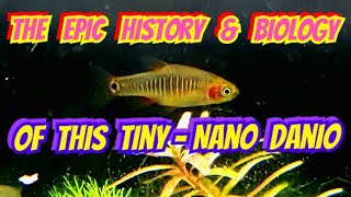 The Incredible History amp Biology of The Emerald Dwarf Rasbora  Danio erythromicron Care amp Breeding [upl. by Strep611]