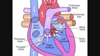 Heart amp Circulation Revision Video [upl. by Seften774]