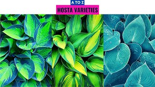 The BEST 5 Hosta Companion Plants for Your Shade Garden AND a BONUS 🍃 shade perennials 🌱 [upl. by Adabel607]