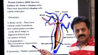 First Year  Chapter 10  Kingdom Animalia  Part 4  Phylum Cnidaria [upl. by Yesnel]