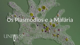 Parasitologia  Aula 04  Os Plasmódios e a Malária [upl. by Notneb]