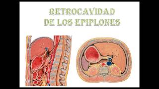 retrocavidad de los epiplones [upl. by Ahsimrac812]