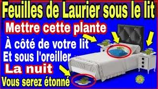 Mettez 1 plat avec des feuilles de laurier 🌿 Sous le lit ou sous l’Oreiller la nuit ce qui s [upl. by Warila535]