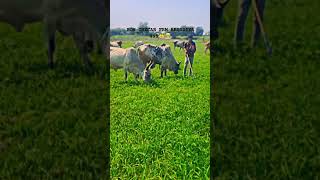 Sumit arsodiya rabari king rabari cow desai [upl. by Ninetta854]