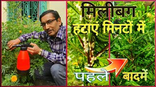 मिलीबग हटाएं मिनटों में  सम्पूर्ण घरेलू तरीका  Remove Mealybug Instantly [upl. by Kinna]