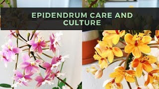 Epidendrum Orchids  Care amp Culture [upl. by Poucher]