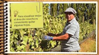 Bodega Busca Queirel  Del Viñedo al Vino  05 Riego Cosecha y Molienda [upl. by Pollie]