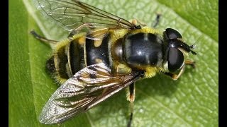 How to encourage hoverflies in your garden [upl. by Gnet]