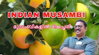 INDIAN MUSAMBI FARM ഇന്ത്യൻ മുസംബിയും തേടി ഒരു യാത്ര [upl. by Asirak]